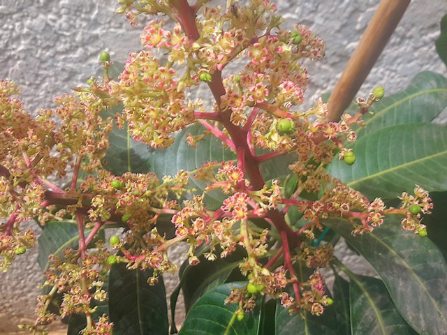  mangifera indica keitt