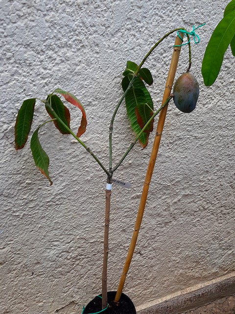  mangifera indica keitt