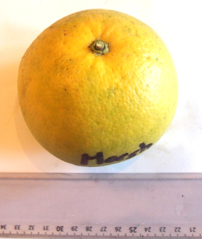  marsh seedless