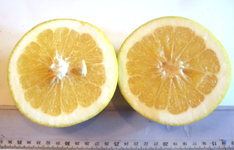  marsh seedless