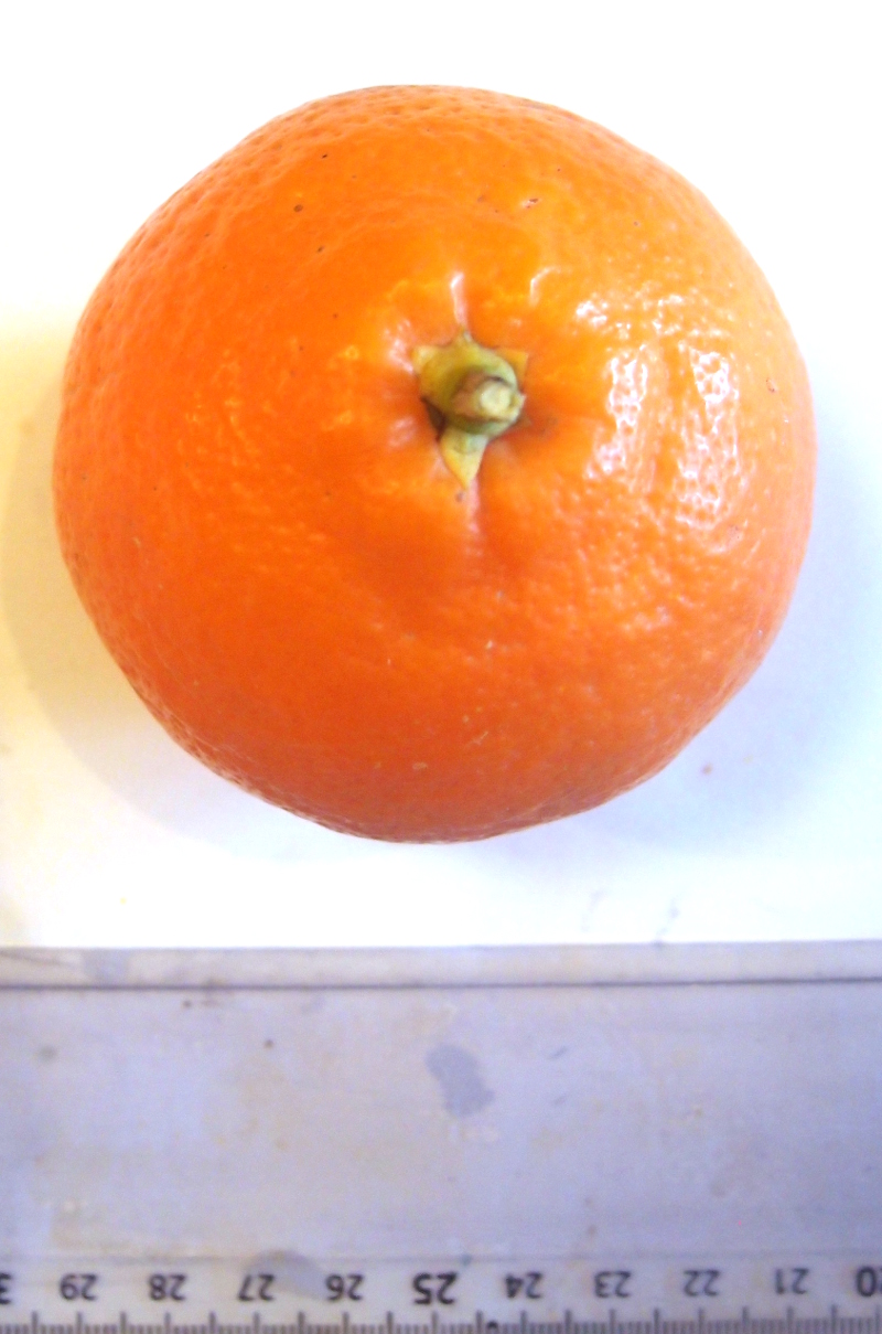  minneola