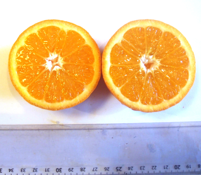  minneola