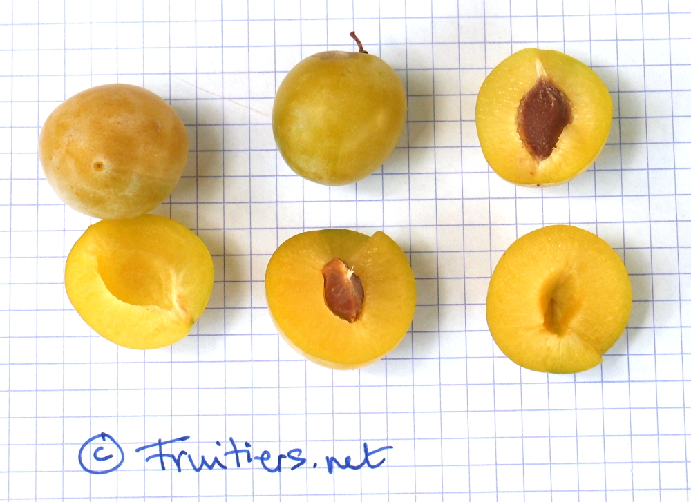 mirabelle sauvage de lorraine