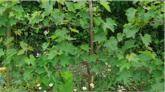 muscat bleu