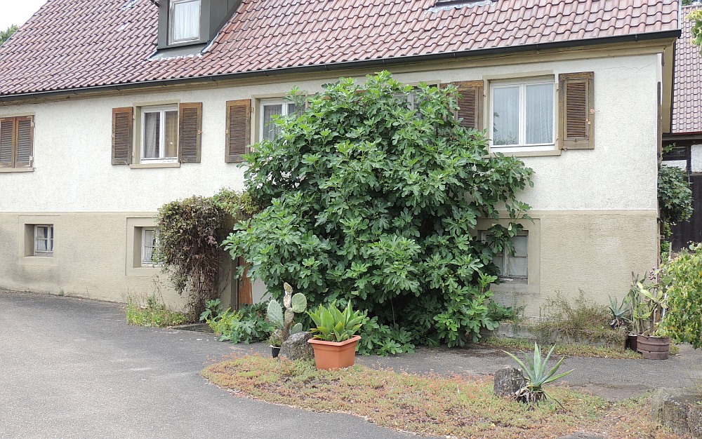  Obersöllbach