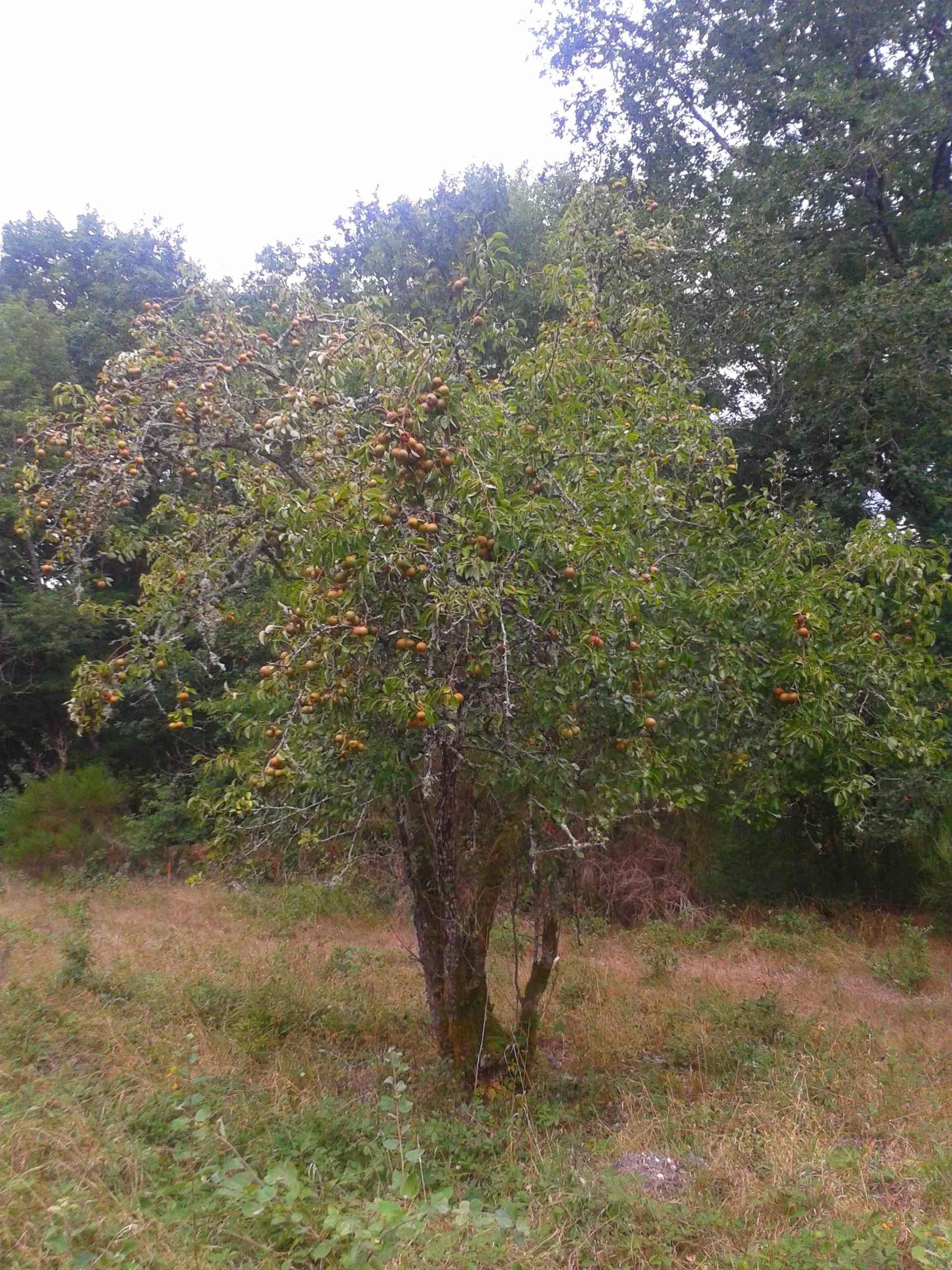  Poirillon roux de Prailles