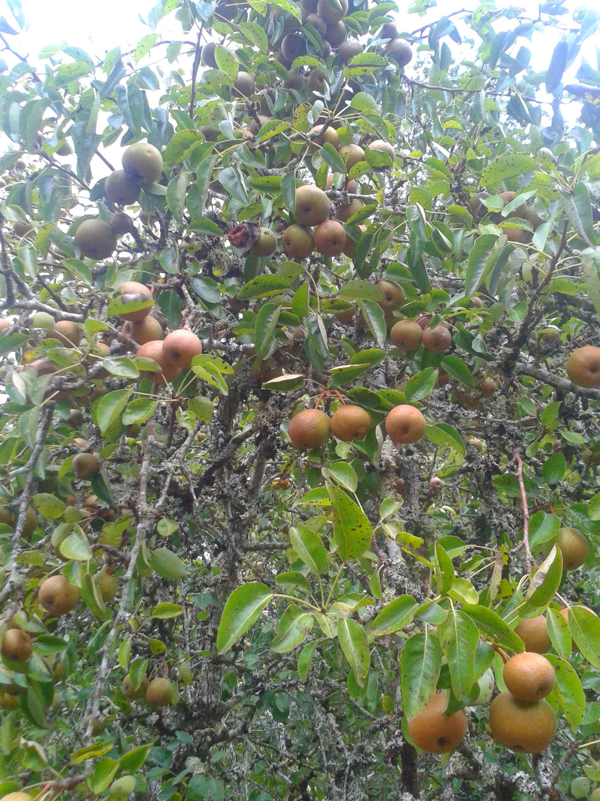  Poirillon roux de Prailles