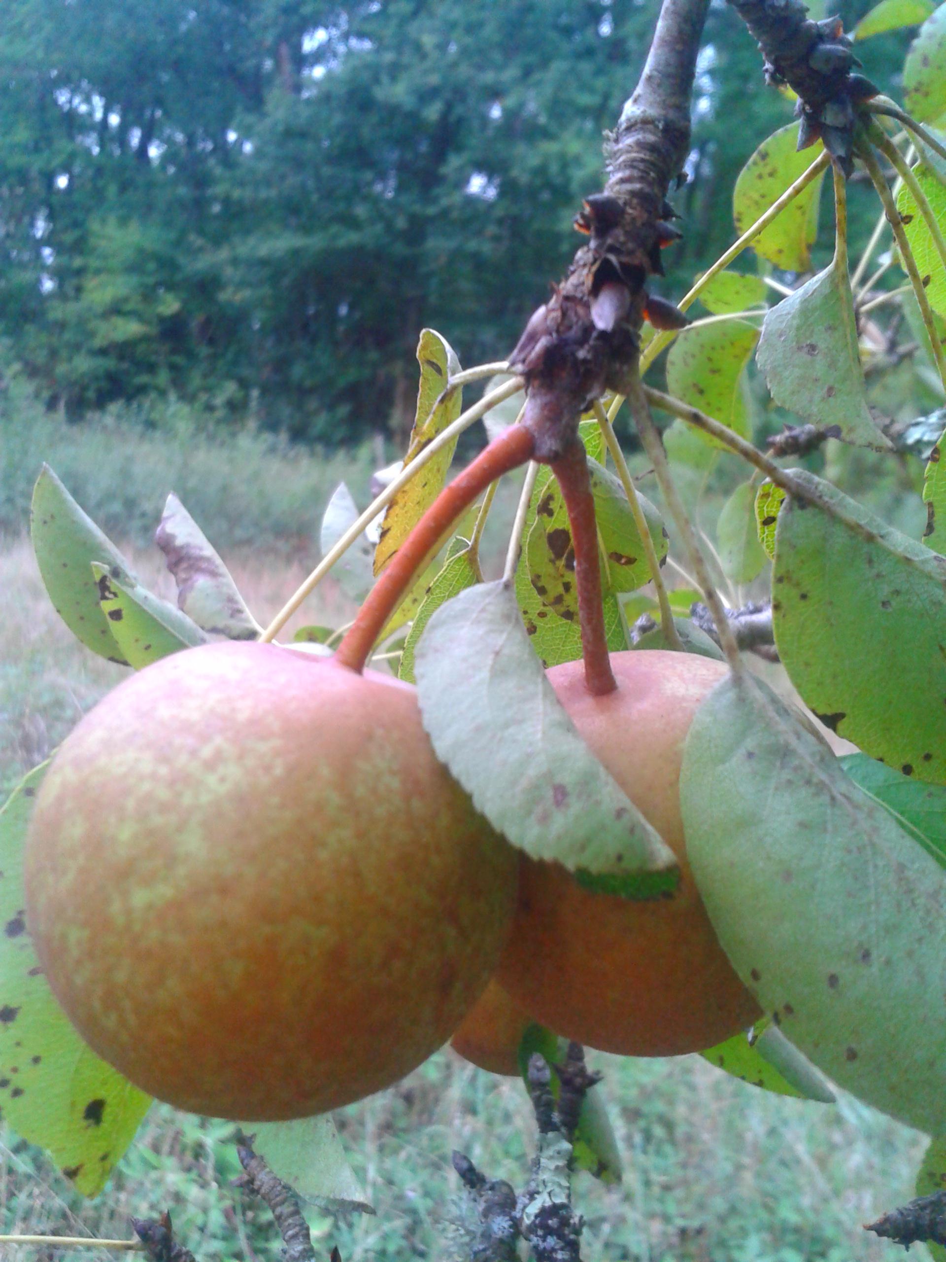  Poirillon roux de Prailles