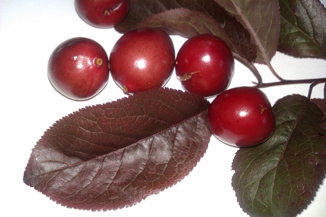  prunus cerasifera