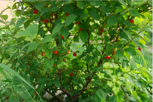  prunus tomentosa