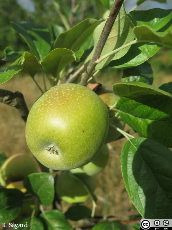  reinette ananas