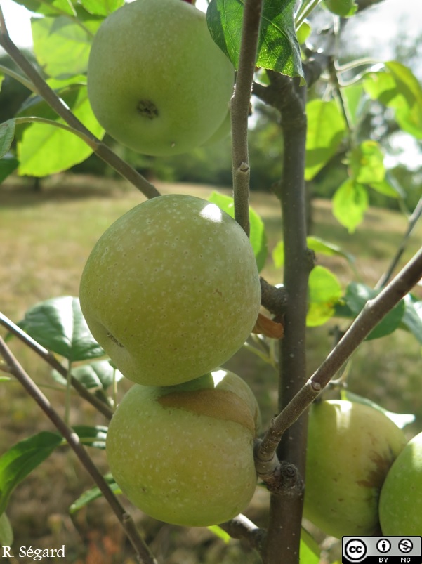  reinette ananas