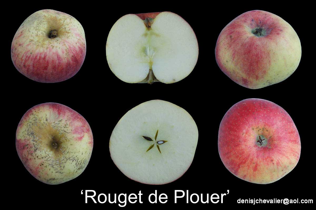  rouget de  plouer