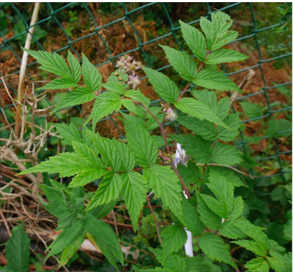  rubus cockburnianus ambra