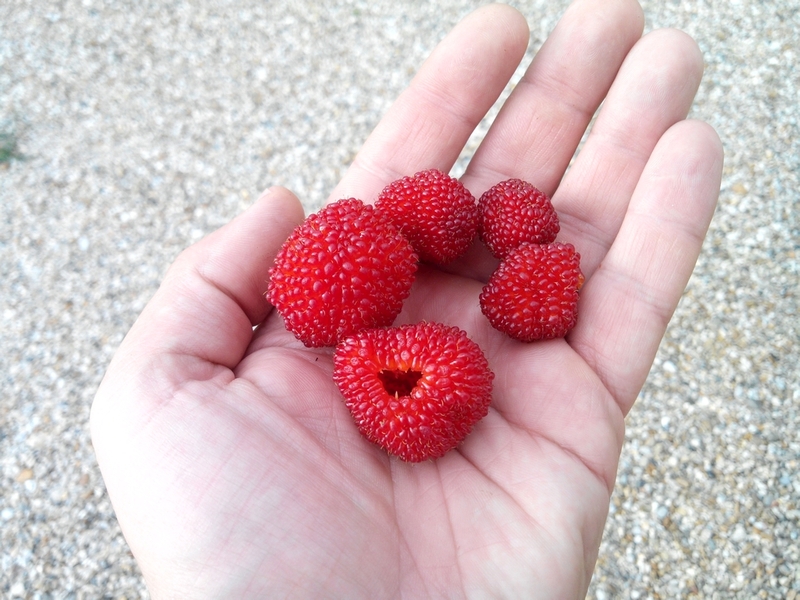  rubus illecebrosus