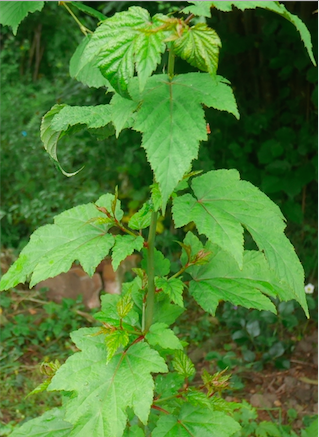  rubus palmatus var.coptophyllus