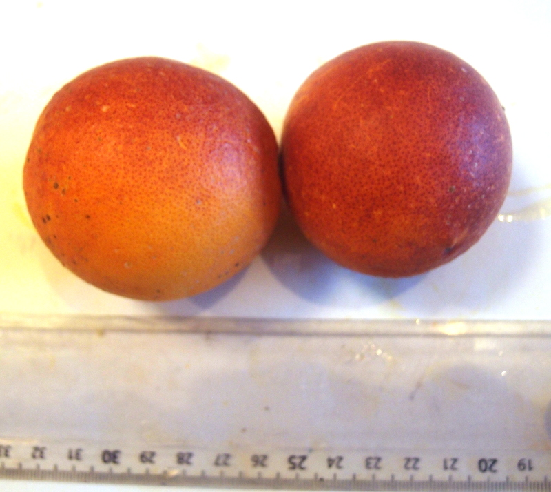  sanguinelli