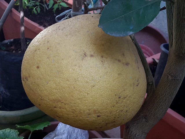  siam