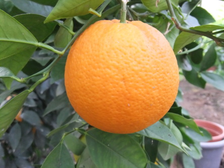  thomson navel