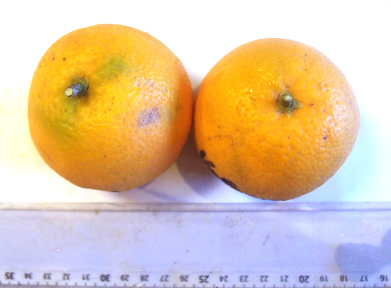  valencia late
