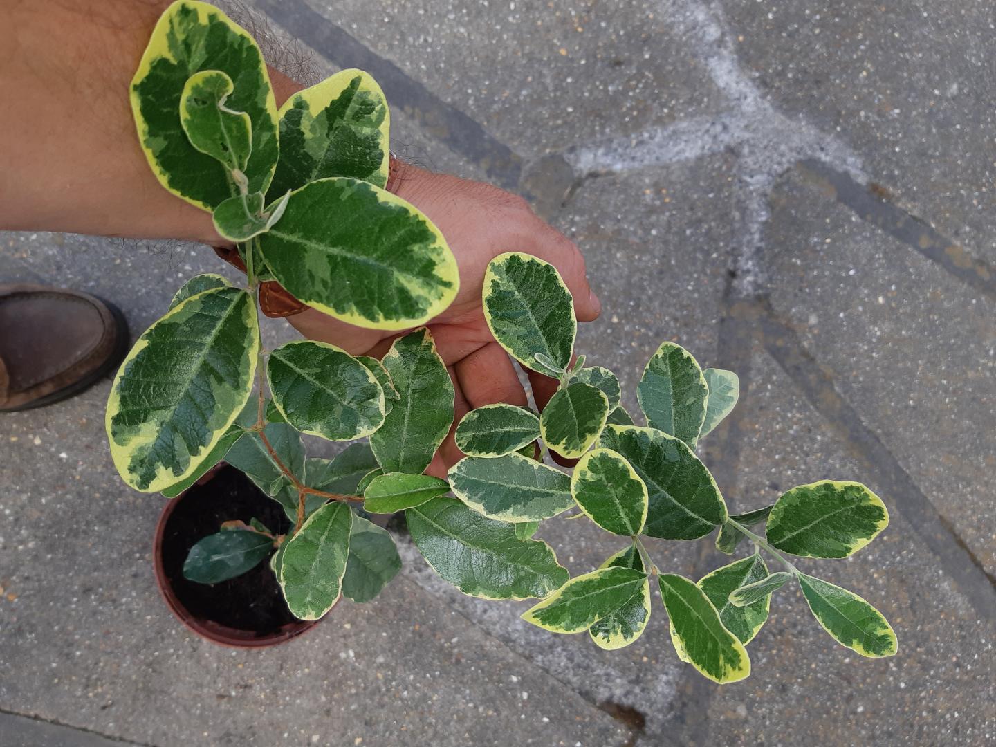  Variegeta