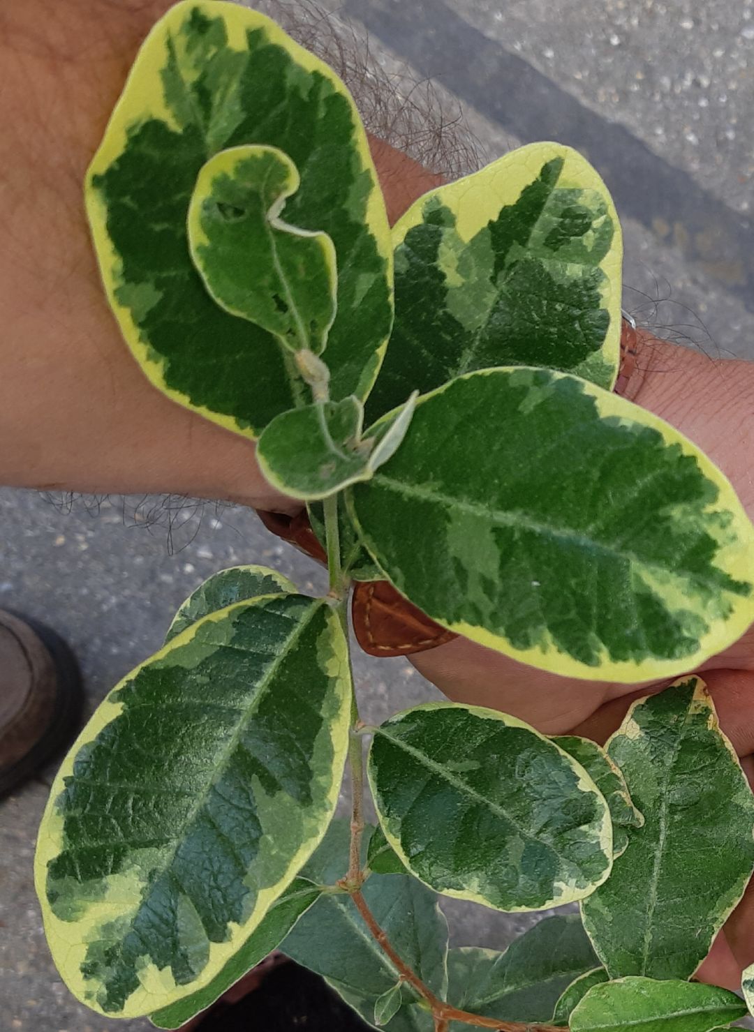  Variegeta
